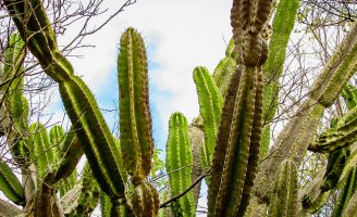O mandacaru nordestino fornece a bactéria da Caatinga capaz de proteger plantações da seca