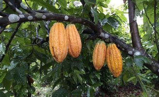 Produtores de cacau reagem à tarifa de 50% anunciada para o produto brasileiro pelos Estados Unidos.