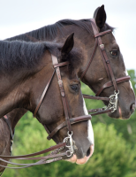 Ração contaminada provoca a morte de mais de duzentos cavalos