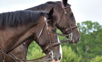 Ração contaminada provoca a morte de mais de duzentos cavalos