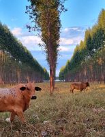 Produtores vão poder usar uma nova ferramenta para melhor gerenciar o uso do sistema lavoura-pecuária-floresta