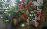 Um jardim em plena sala de um apartamento