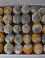 A praga que pode destruir até 40% de laranjas depois da colheita