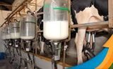Melhoria no sistema genético e investimentos da industria do leite impulsionam a economia leiteira no Nordeste