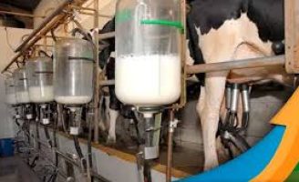 O crescimento da pecuária leiteira do Brasil precisa de mudanças e suplementação para melhorar a nutrição dos animais