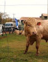 Pecuaristas do Paraná ganham touros da raça Purunã para consolidar a criação no Estado
