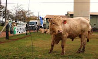 Pecuaristas do Paraná ganham touros da raça Purunã para consolidar a criação no Estado