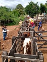 Atenção pecuaristas: importante acompanhar o calendário de vacina para bovinos de corte e bovinos leiteiros