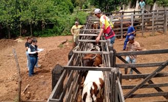 Atenção pecuaristas: importante acompanhar o calendário de vacina para bovinos de corte e bovinos leiteiros