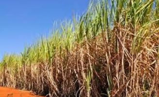 Importante documento para os produtores de cana-de-açucar de Pernambuco