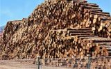 Comercio internacional de madeira teve queda e exige cuidados do setor madeireiro