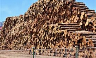 Comercio internacional de madeira teve queda e exige cuidados do setor madeireiro