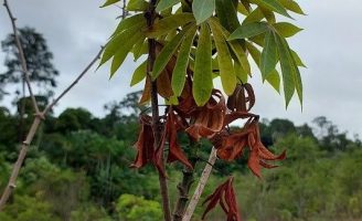 Mutirão para enfrentar o ataque da praga vassoura-de-bruxa nas plantações de mandioca