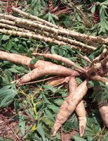 Mais produtividade com duas novas variedades de mandioca próprias para plantio no Centro-Sul do país