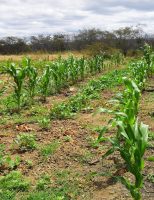 Em Minas Gerais um produtor rural conseguiu colher quatro safras numa mesma área em um ano