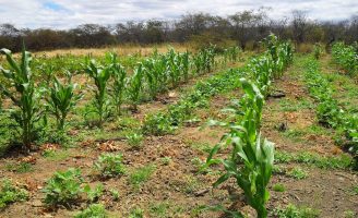 Em Minas Gerais um produtor rural conseguiu colher quatro safras numa mesma área em um ano