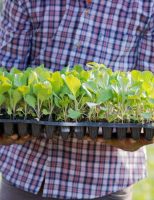 Agricultura familiar de Pernambuco vai ajudar a fornecer comida para a população de baixa renda