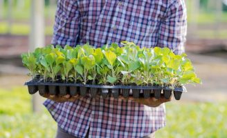 Agricultura familiar de Pernambuco vai ajudar a fornecer comida para a população de baixa renda