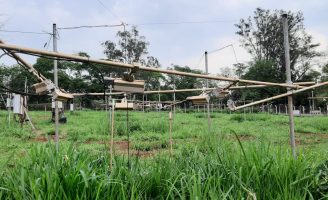 Inoculação com bactérias aumenta teor de proteína na plantação de braquiária