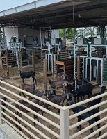 Produtor rural já pode selecionar reprodutores caprinos capazes de transmitir maior eficiência alimentar