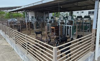 Produtor rural já pode selecionar reprodutores caprinos capazes de transmitir maior eficiência alimentar