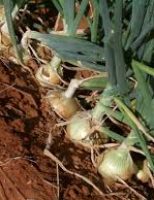 COMO FAZER ensina hoje como o produtor rural pode fazer um plantio de cebola