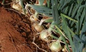 COMO FAZER ensina hoje como o produtor rural pode fazer um plantio de cebola