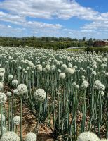 A seção COMO FAZER do Nordeste Rural agora vai dizer qual o melhor momento para o produtor rural cultivar a cebola