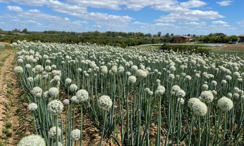A seção COMO FAZER do Nordeste Rural agora vai dizer qual o melhor momento para o produtor rural cultivar a cebola