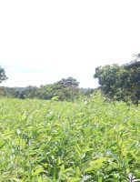 Nova técnica ensina o agricultor usar menos herbicidas para controlar as plantas espontâneas