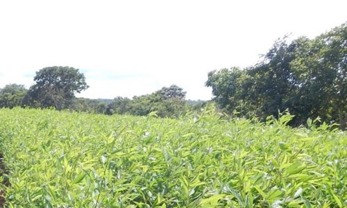 Nova técnica ensina o agricultor usar menos herbicidas para controlar as plantas espontâneas