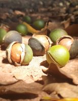 Produtor rural pode controlar 18 pragas que atacam as plantações de macadâmia no Brasil