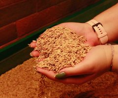 Os biscoitos brasileiros agora vão ter um trigo especialmente criado para a produção nacional