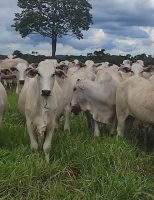 Um novo produto para induzir a prenhez das vacas é capaz de aumentar em até 9% os resultados positivos