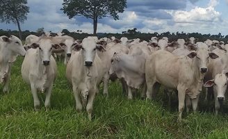 Um novo produto para induzir a prenhez das vacas é capaz de aumentar em até 9% os resultados positivos
