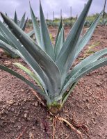 Bahia e Paraíba podem usar o agave da tequila mexicana para produzir etanol