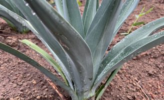 Bahia e Paraíba podem usar o agave da tequila mexicana para produzir etanol