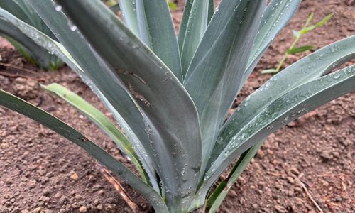 Bahia e Paraba podem usar o agave da tequila mexicana para produzir etanol  | Nordeste Rural