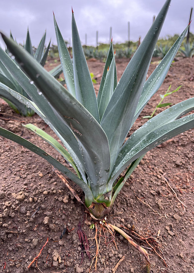 Bahia e Paraba podem usar o agave da tequila mexicana para produzir etanol  | Nordeste Rural