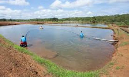 <h2><a href="https://nordesterural.com.br/sistema-ajuda-a-produtores-aquicolas-a-enfrentar-as-mudancas-climaticas-e-fortalecer-a-producao/">Sistema ajuda a produtores aqu&iacute;colas a enfrentar as mudan&ccedil;as clim&aacute;ticas e fortalecer a produ&ccedil;&atilde;o</a></h2>A aquicultura, uma das atividades que mais cresce na produ&ccedil;&atilde;o de alimentos, enfrenta desafios cada vez maiores diante das mudan&ccedil;as clim&aacute;ticas. Ondas de calor, varia&ccedil;&otilde;es na salinidade, redu&ccedil;&atilde;o de oxig&ecirc;nio