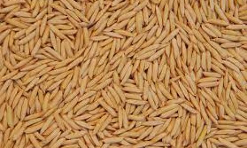 Produtores de arroz estão preocupados com a queda no preço do produto