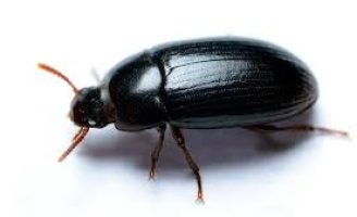 Em testes um aplicativo para identificar quantidade de “Cascudinhos” invadindo os aviários