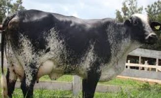 Um encontro vai discutir o melhoramento genético bovino