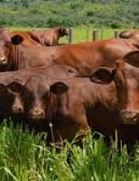 Pecuaristas gaúchos confirmam rusticidade do gado Santa Gertrudis para enfrentar o carrapato
