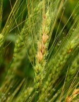 Produtores de trigo ganham aliados para combater a mancha marron e a podridão radicular