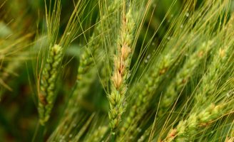 Produtores de trigo ganham aliados para combater a mancha marron e a podridão radicular