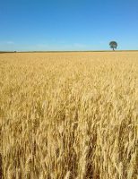 Veja quais os Estados que lideram a produção de trigo no Brasil