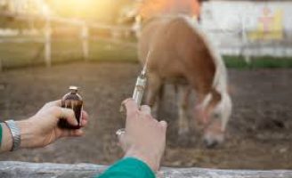 Calendário de vacinação para cavalos, éguas prenhas e potros