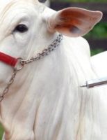 Tabela para controle de vacinas que o produtor rural deve manter na fazenda