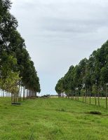 Uma nova ferramenta digital ajuda ao produtor de madeira controlar custos e calcular o sequestro de carbono na propriedade